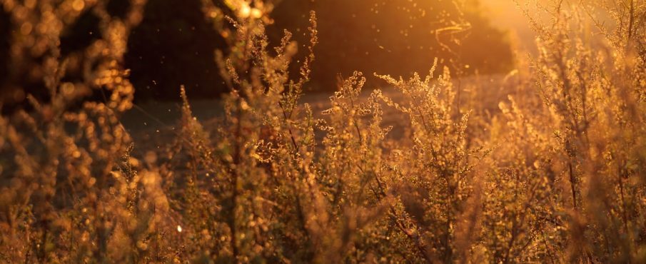 Allergies printanières : des gestes simples pour s'en prémunir