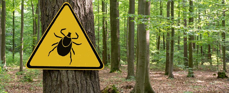 Tout savoir sur la maladie de Lyme